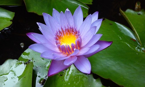 凤仙花种子怎么传播-凤仙花的种子药用网 - 网站提供凤仙花种子的种植方法小常识、凤仙花传播种子的方式是