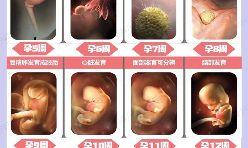 凤仙花种子几月开始播种最佳-凤仙花的种子药用网 - 网站提供凤仙花种子的种植方法小常识、凤仙花传播种子的方式是